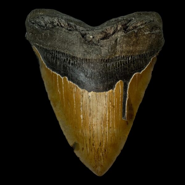 6.37" Megalodon Tooth Fossil