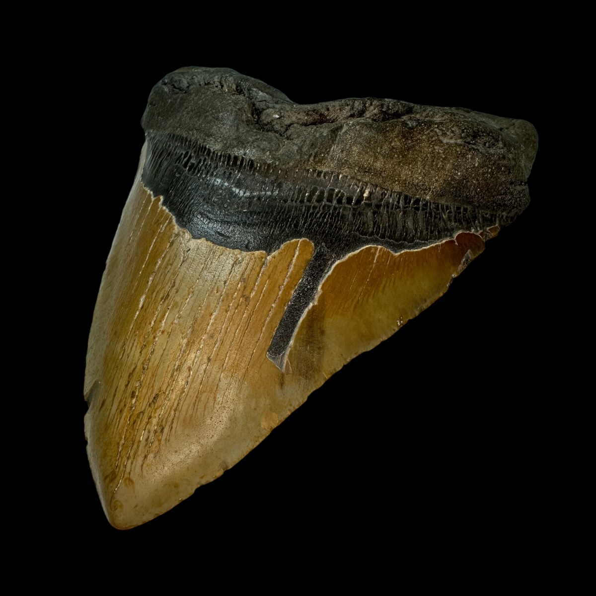 6.37" Megalodon Tooth Fossil - Image 3