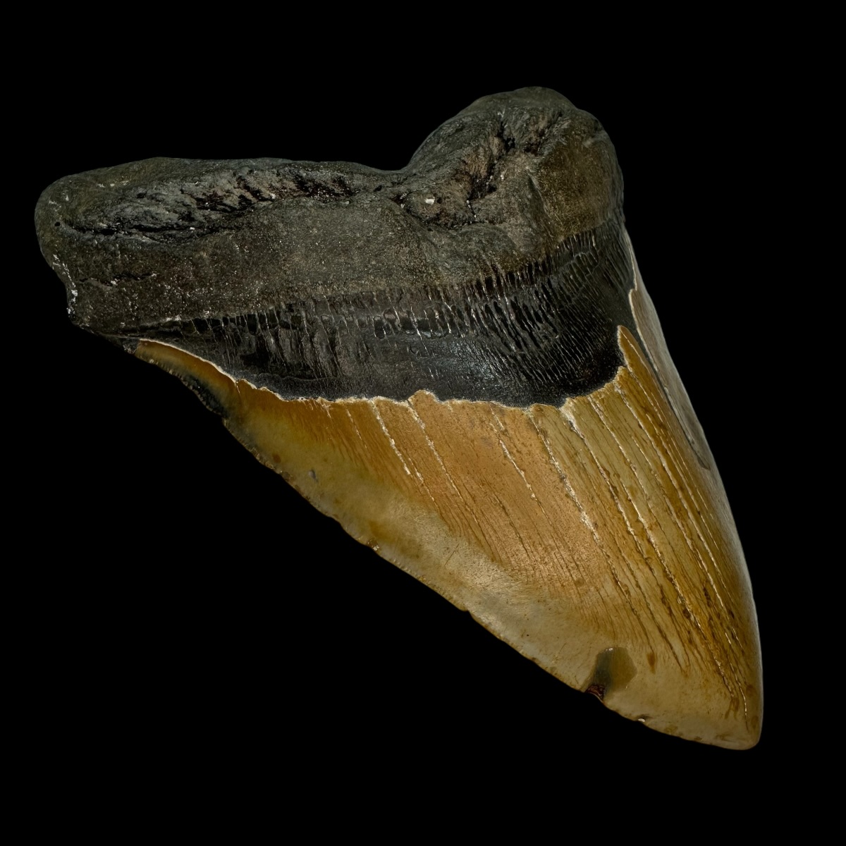 6.37" Megalodon Tooth Fossil - Image 4