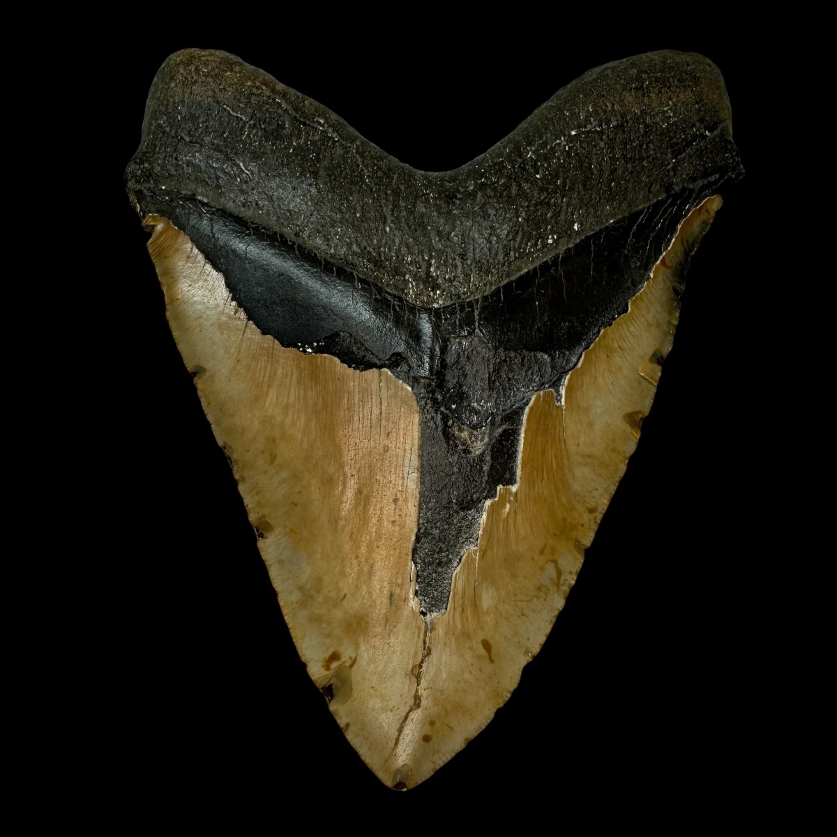 6.37" Megalodon Tooth Fossil - Image 2