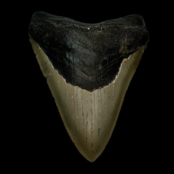 4.78" Serrated Megalodon Tooth Fossil