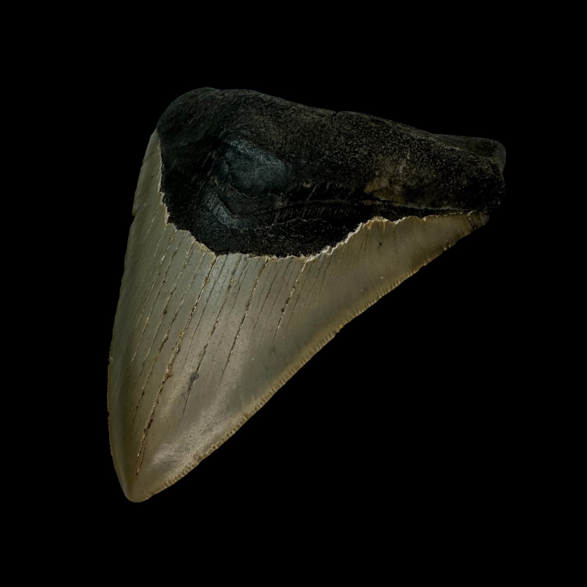 4.78" Serrated Megalodon Tooth Fossil - Image 3
