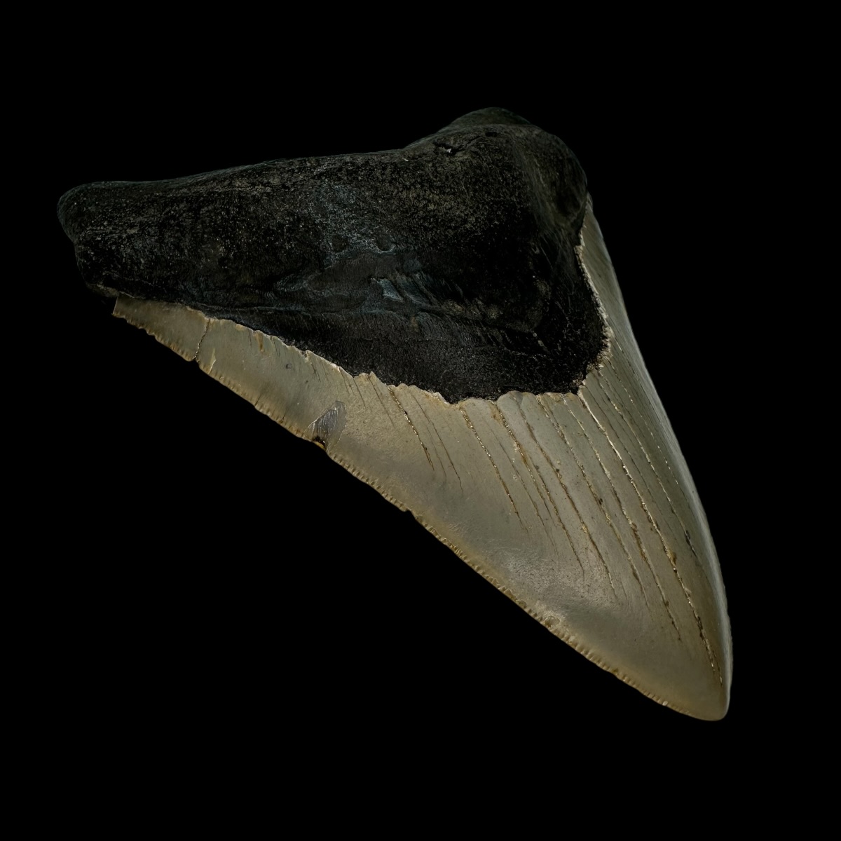 4.78" Serrated Megalodon Tooth Fossil - Image 4