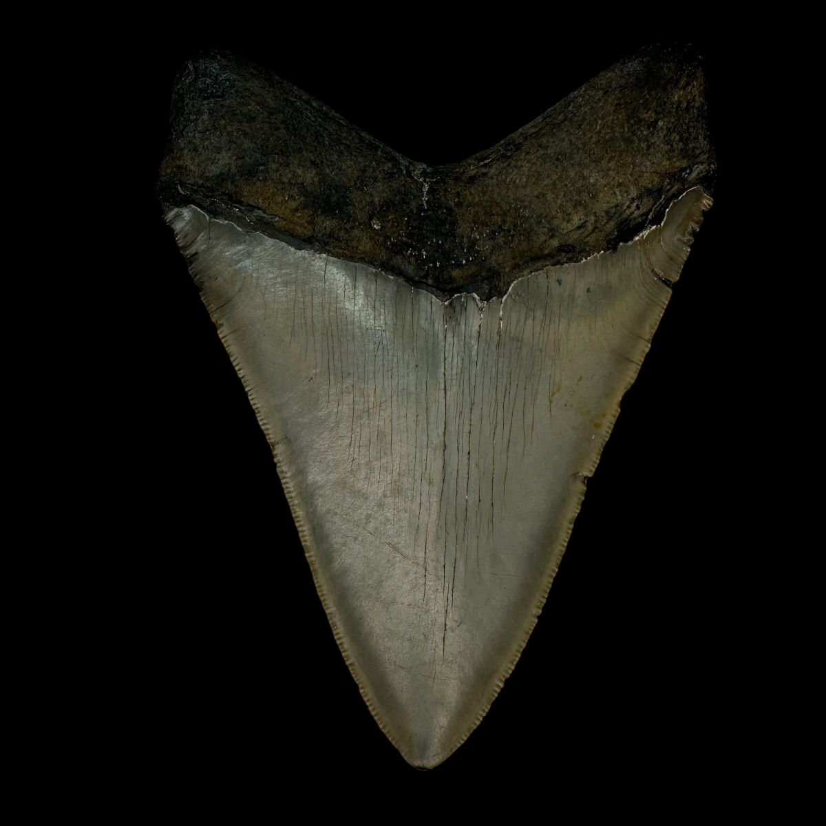 4.78" Serrated Megalodon Tooth Fossil - Image 2