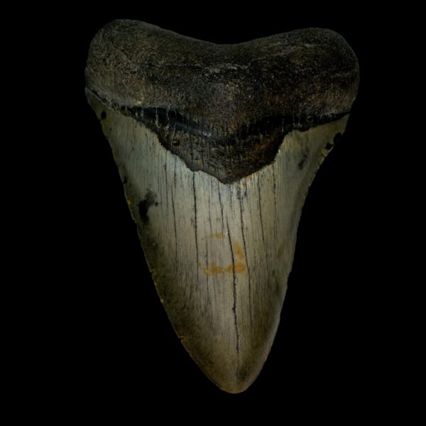 4.46" Megalodon Tooth Fossil