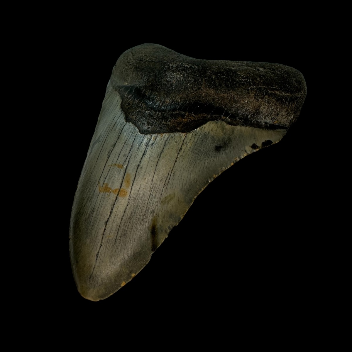 4.46" Megalodon Tooth Fossil - Image 3