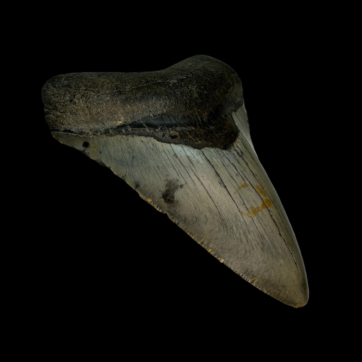 4.46" Megalodon Tooth Fossil - Image 4