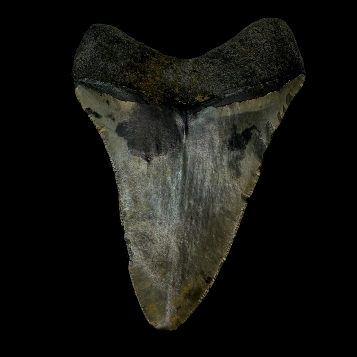 4.46" Megalodon Tooth Fossil - Image 2