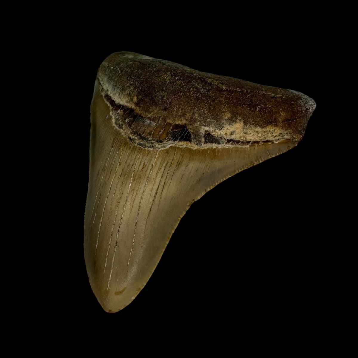 3.66" Megalodon Tooth Fossil - Image 3