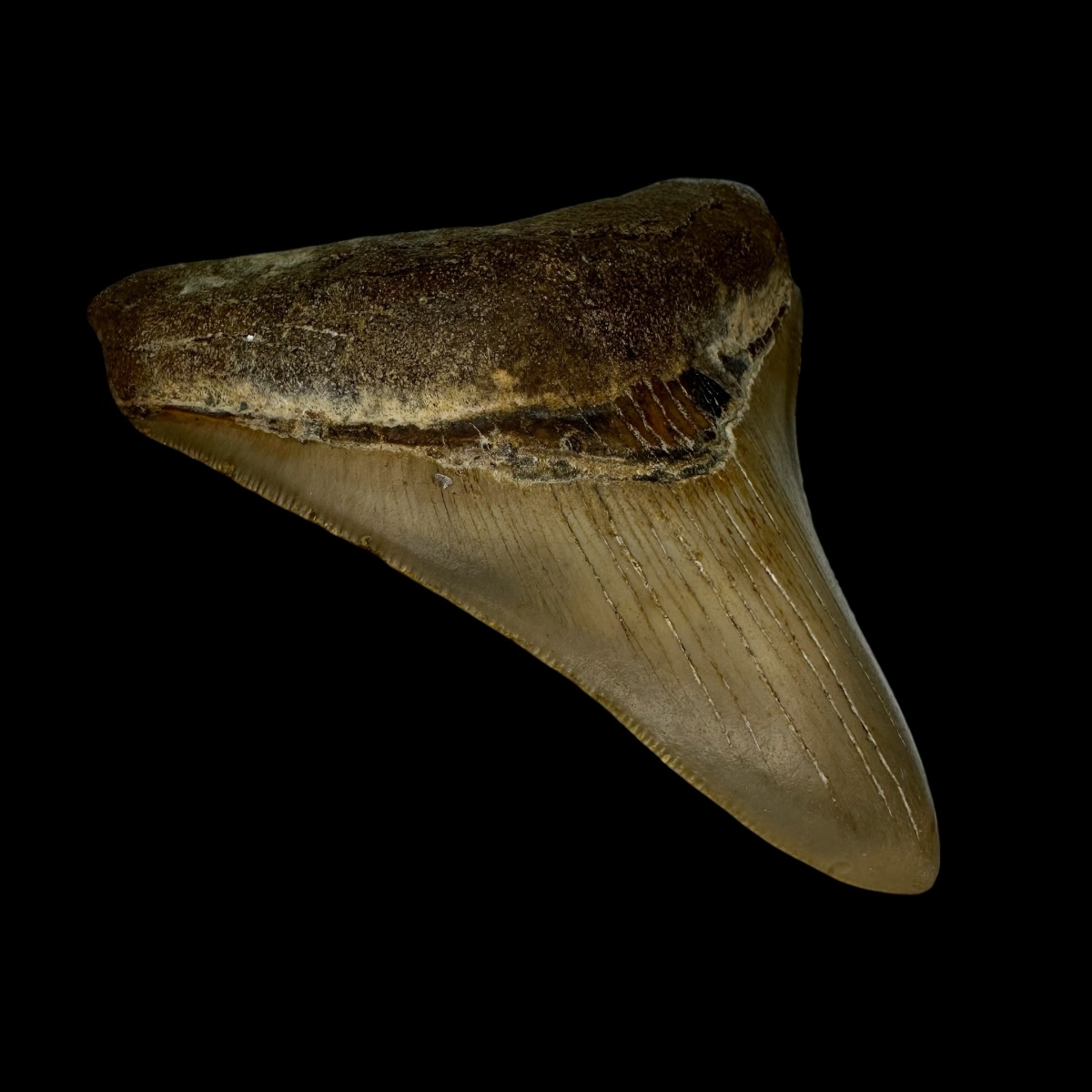 3.66" Megalodon Tooth Fossil - Image 4