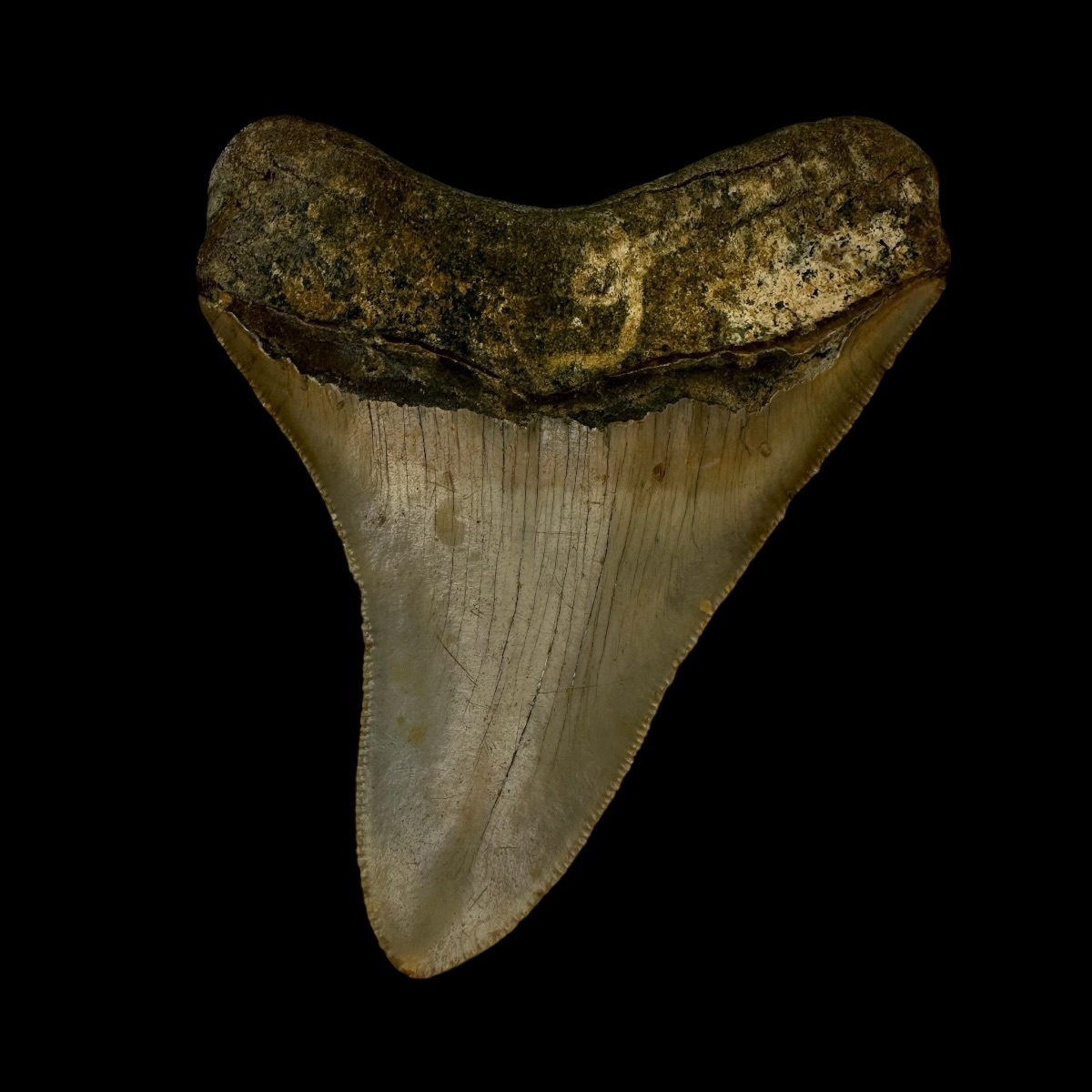 3.66" Megalodon Tooth Fossil - Image 2