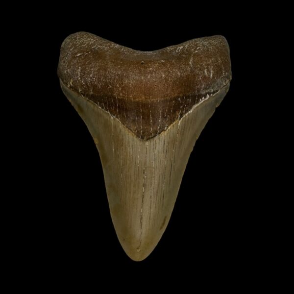 3.25" Megalodon Tooth Fossil