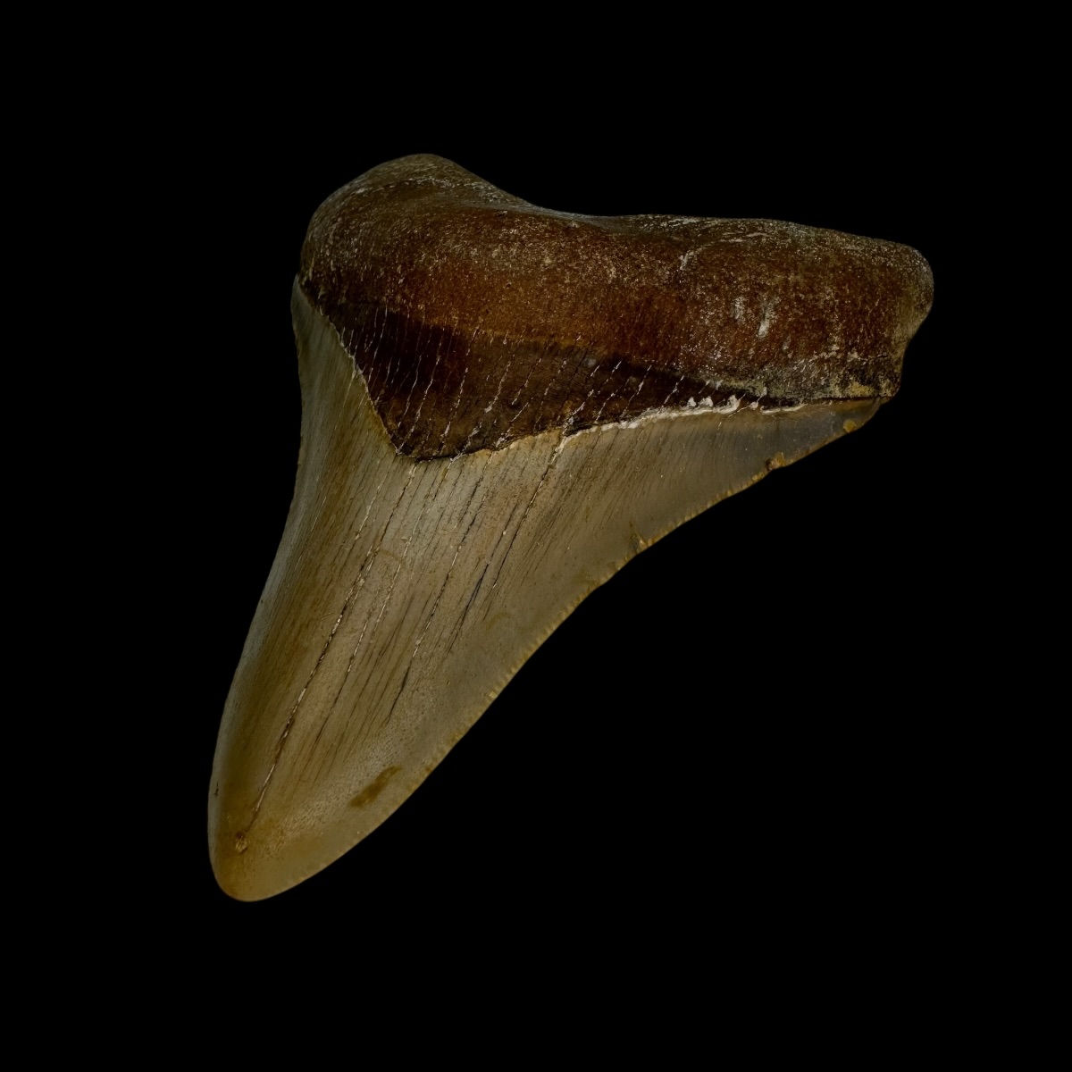 3.25" Megalodon Tooth Fossil - Image 3