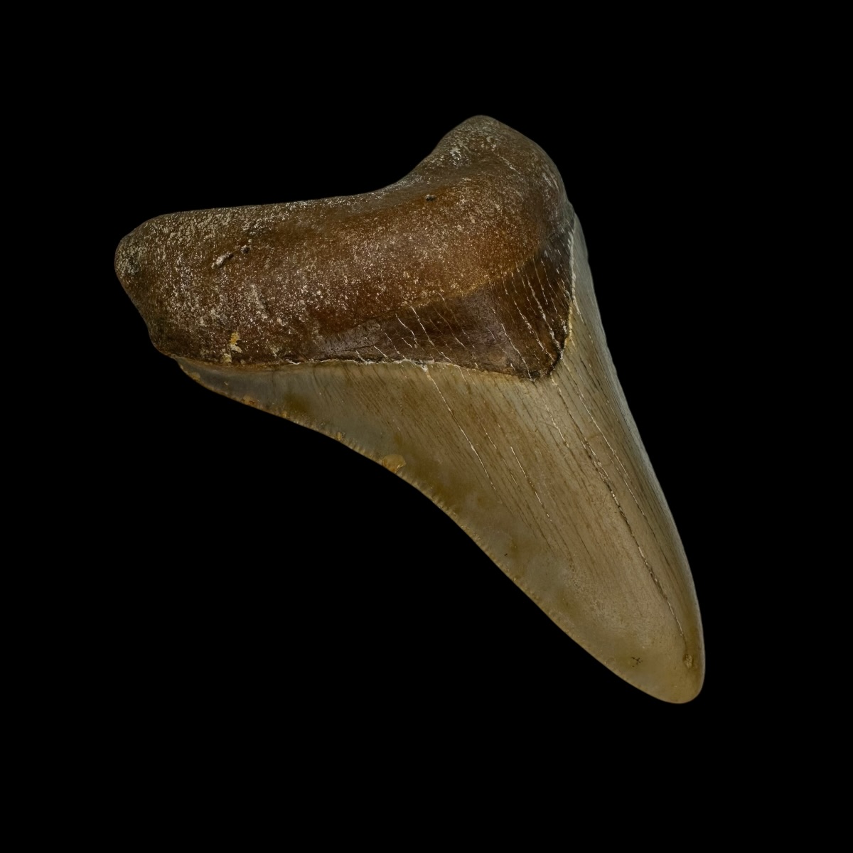 3.25" Megalodon Tooth Fossil - Image 4