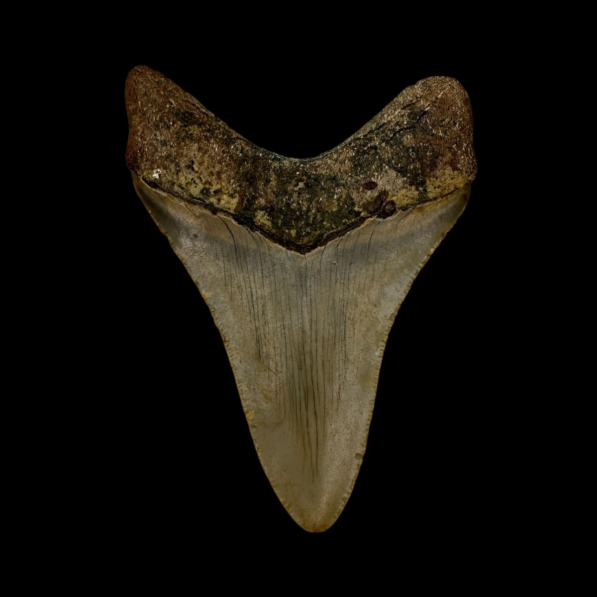 3.25" Megalodon Tooth Fossil - Image 2