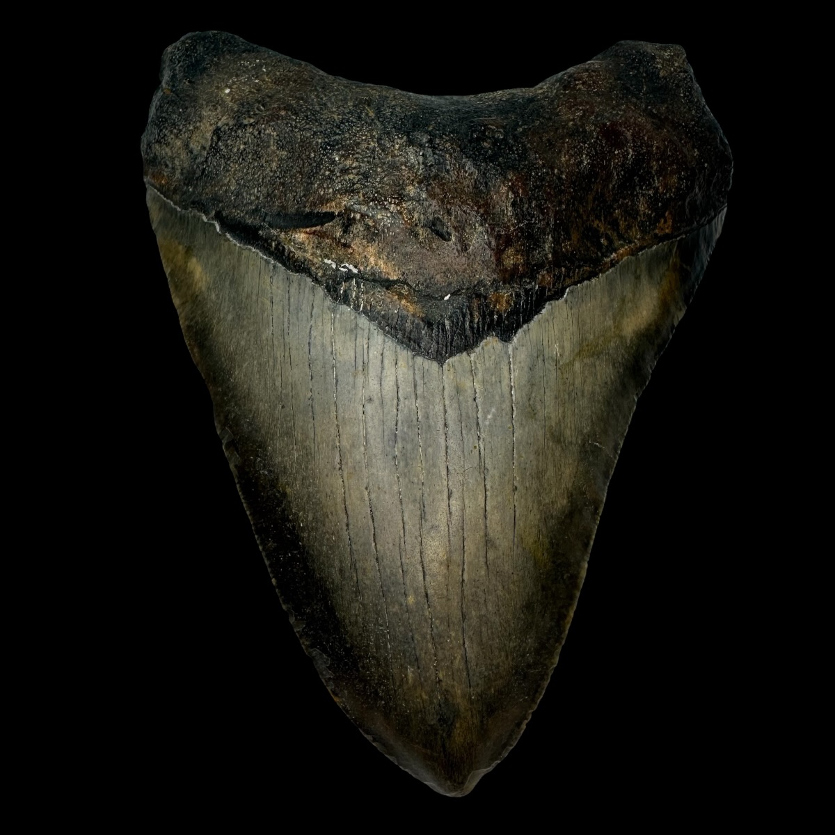 5.06" Megalodon Tooth Fossil