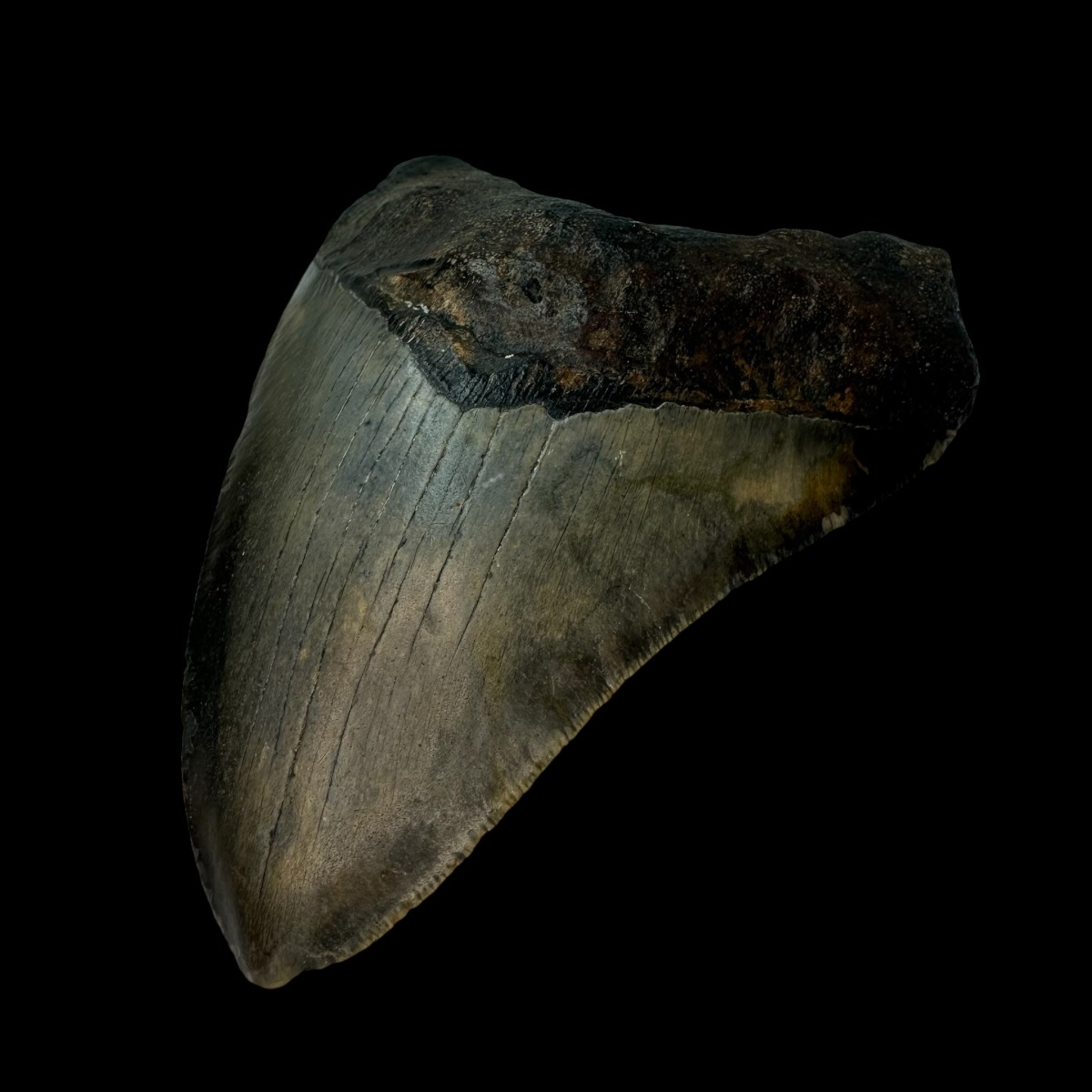 5.06" Megalodon Tooth Fossil - Image 3