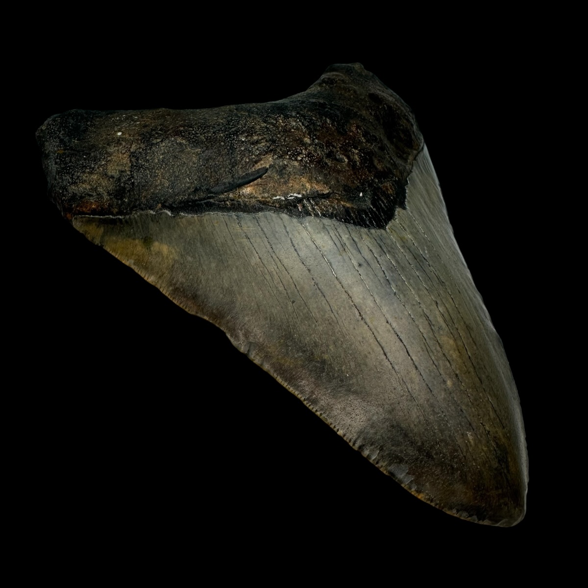 5.06" Megalodon Tooth Fossil - Image 4