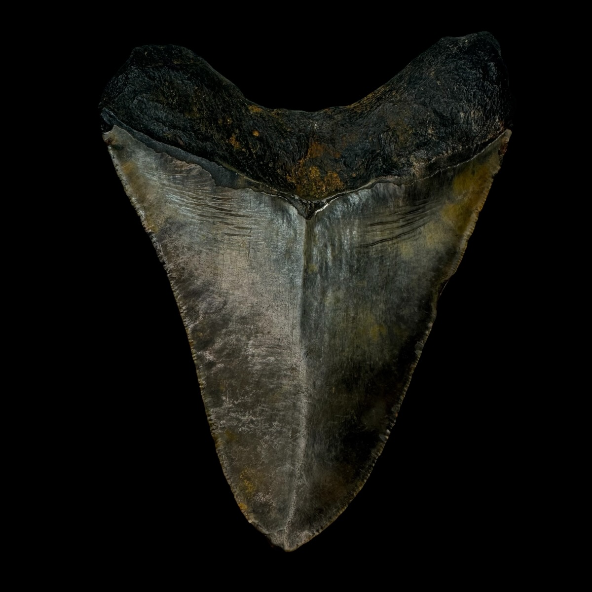 5.06" Megalodon Tooth Fossil - Image 2