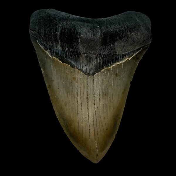 4.51" Serrated Megalodon Tooth Fossil