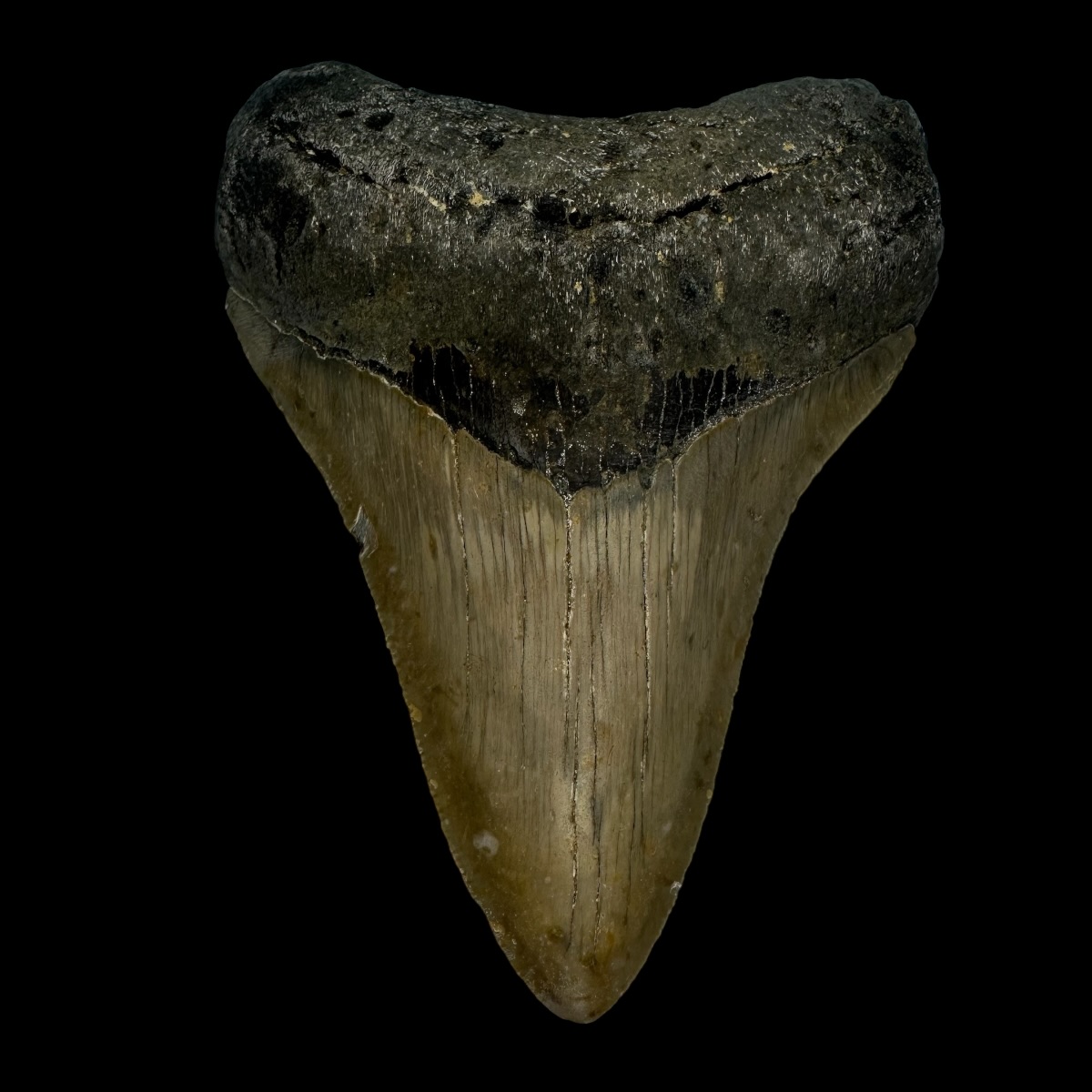 4.09" Megalodon Tooth Fossil