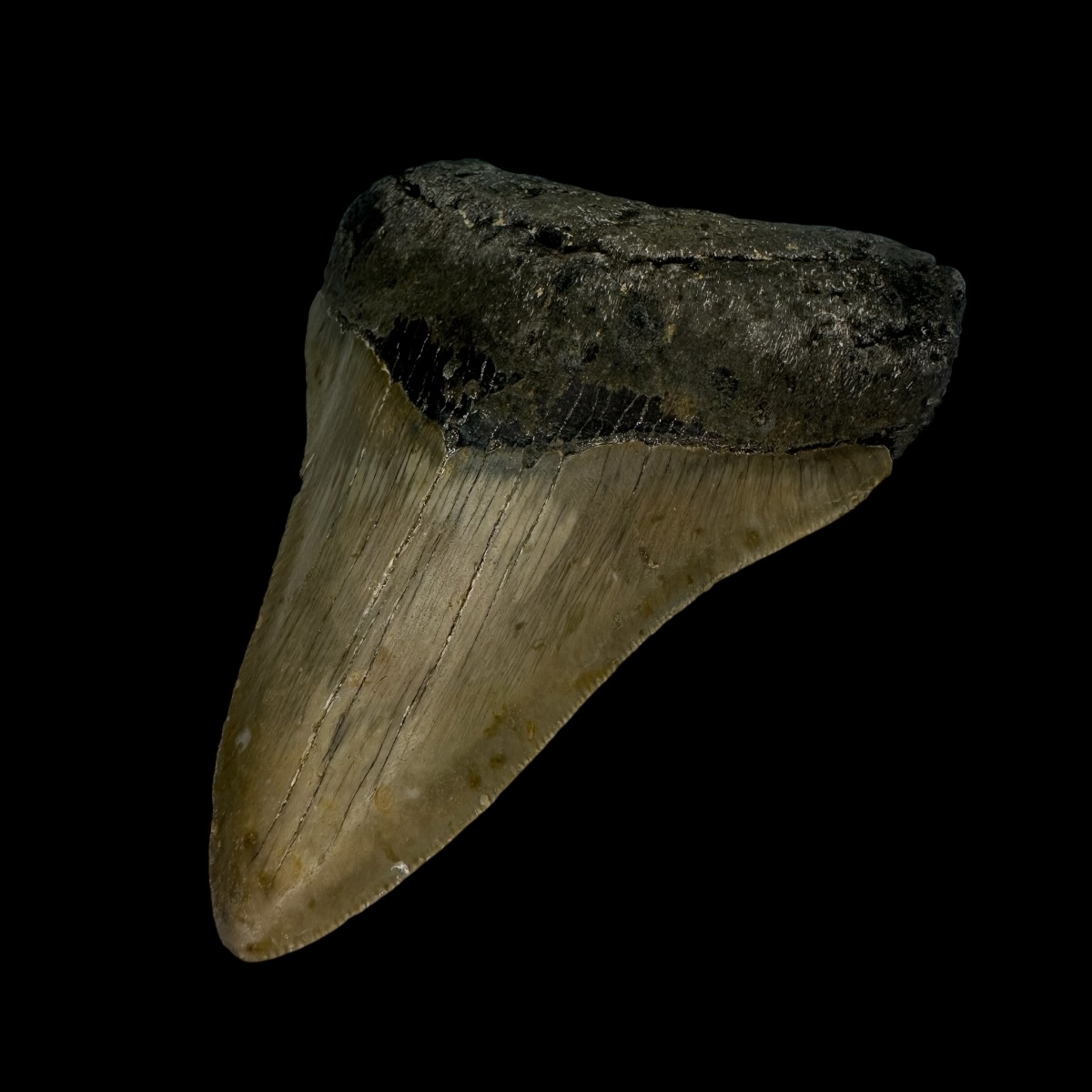 4.09" Megalodon Tooth Fossil - Image 3