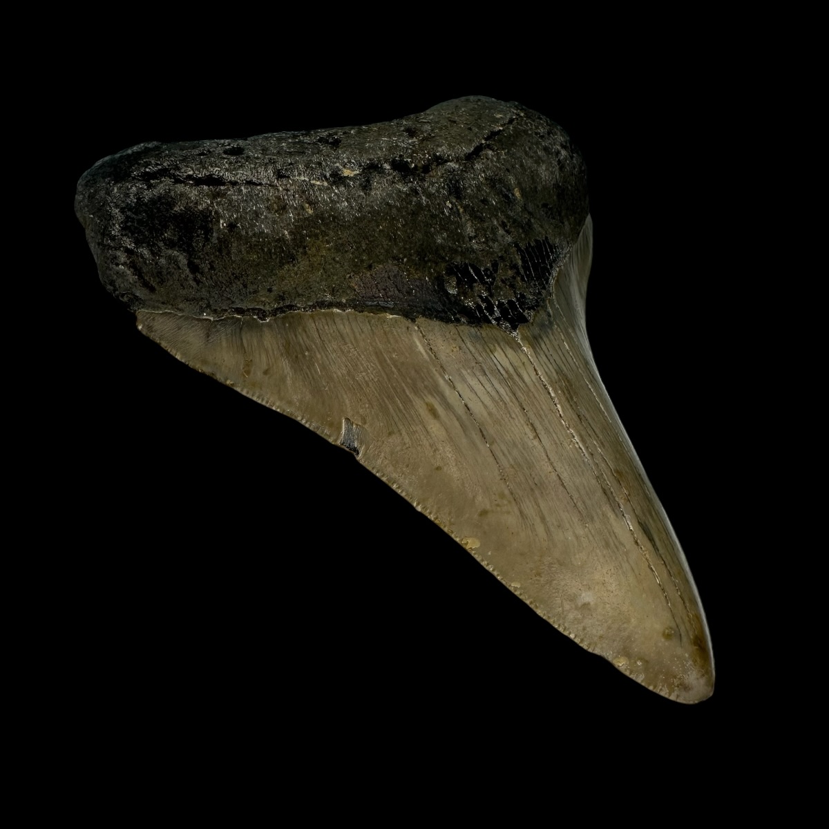 4.09" Megalodon Tooth Fossil - Image 4