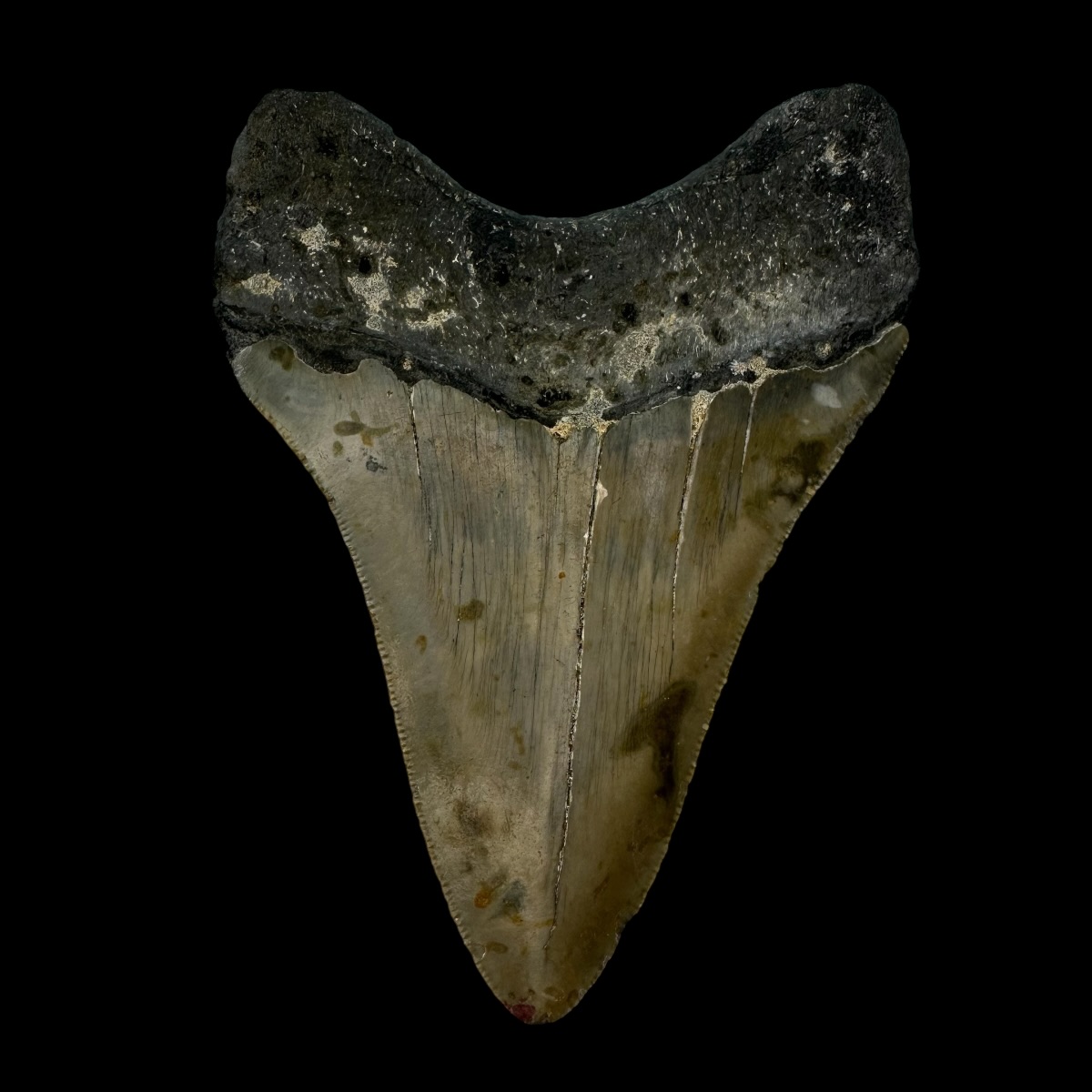 4.09" Megalodon Tooth Fossil - Image 2