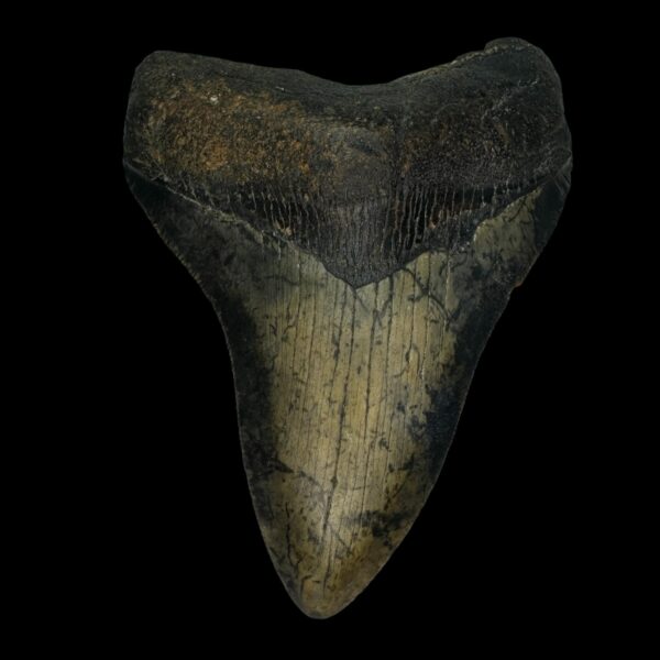 4.27" Megalodon Tooth Fossil