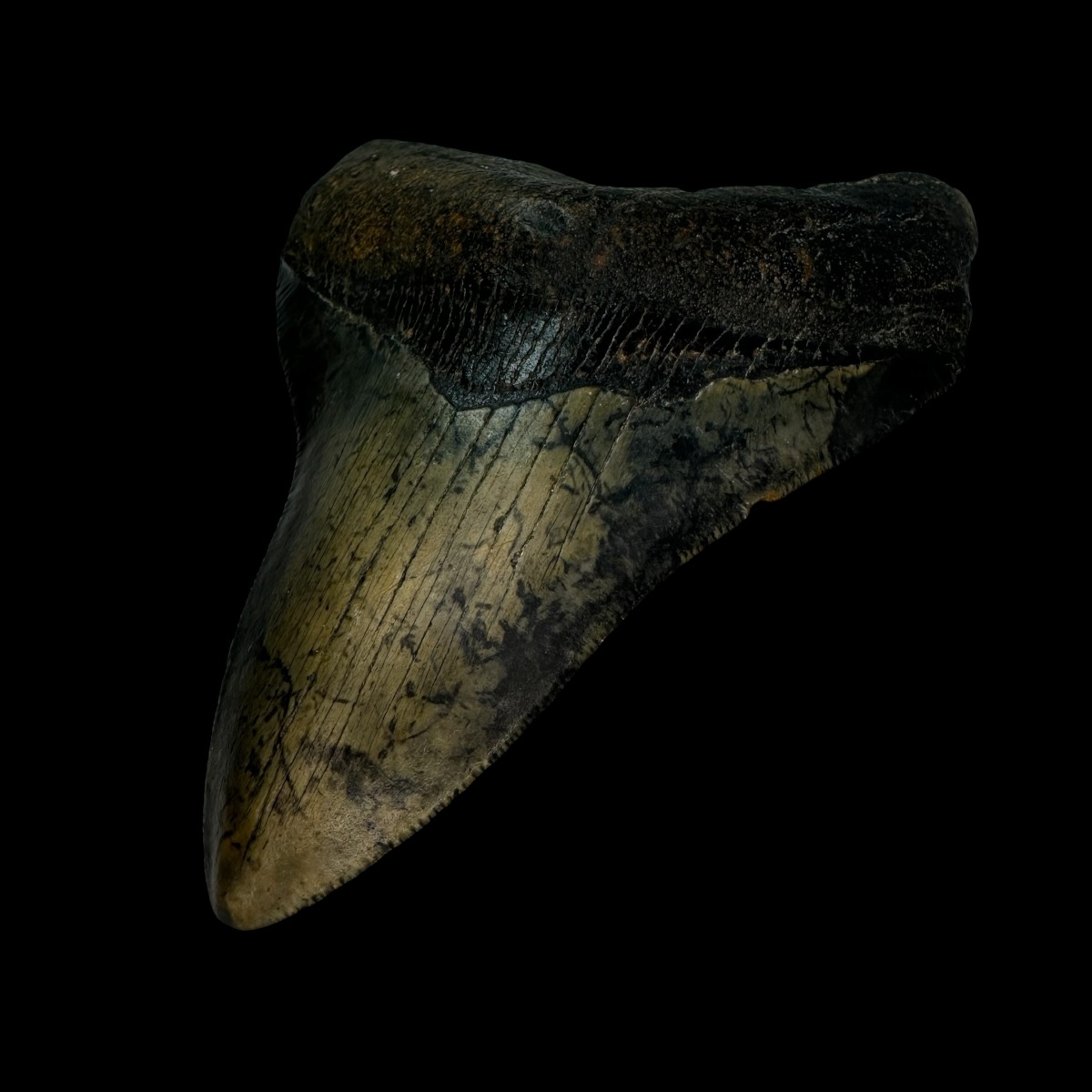 4.27" Megalodon Tooth Fossil - Image 3