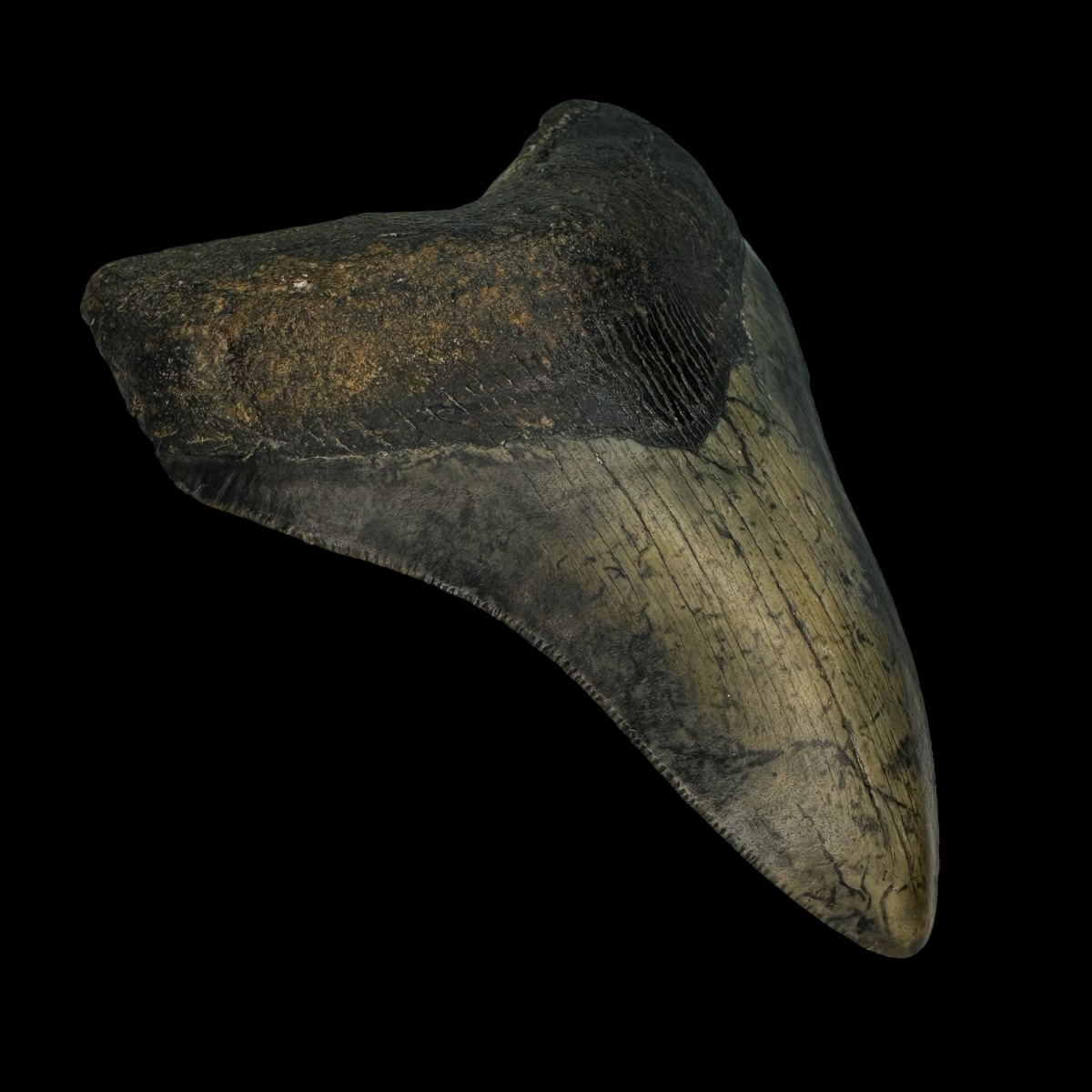 4.27" Megalodon Tooth Fossil - Image 4