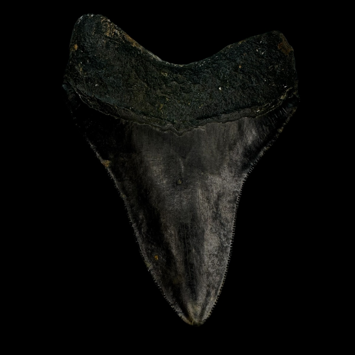 4.27" Megalodon Tooth Fossil - Image 2