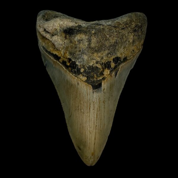 4.25" Megalodon Tooth Fossil