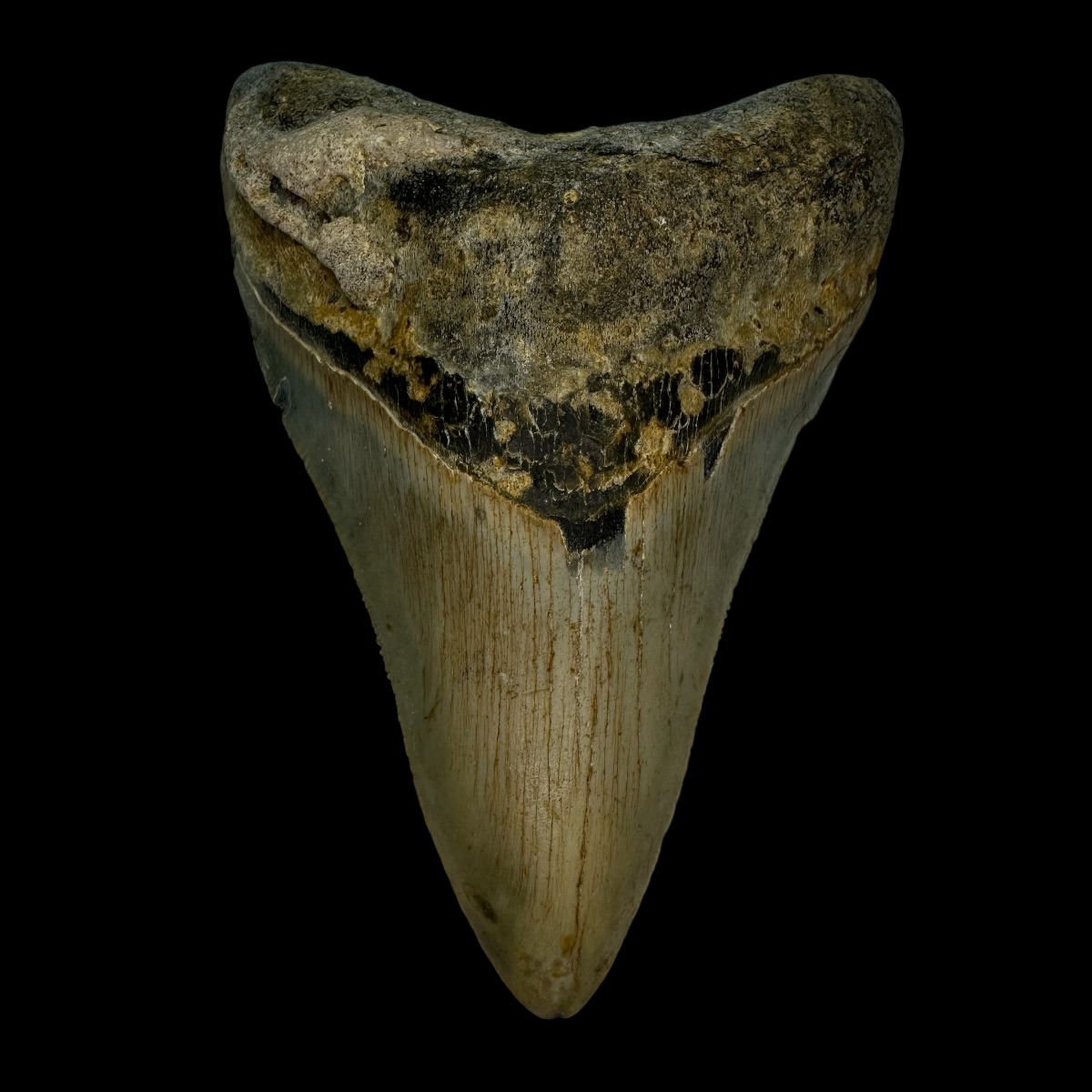4.25" Megalodon Tooth Fossil