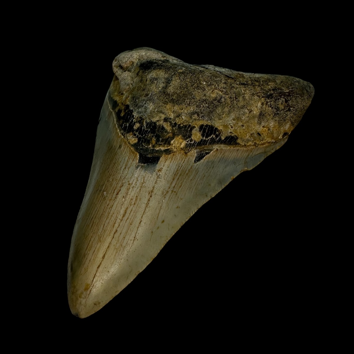 4.25" Megalodon Tooth Fossil - Image 3