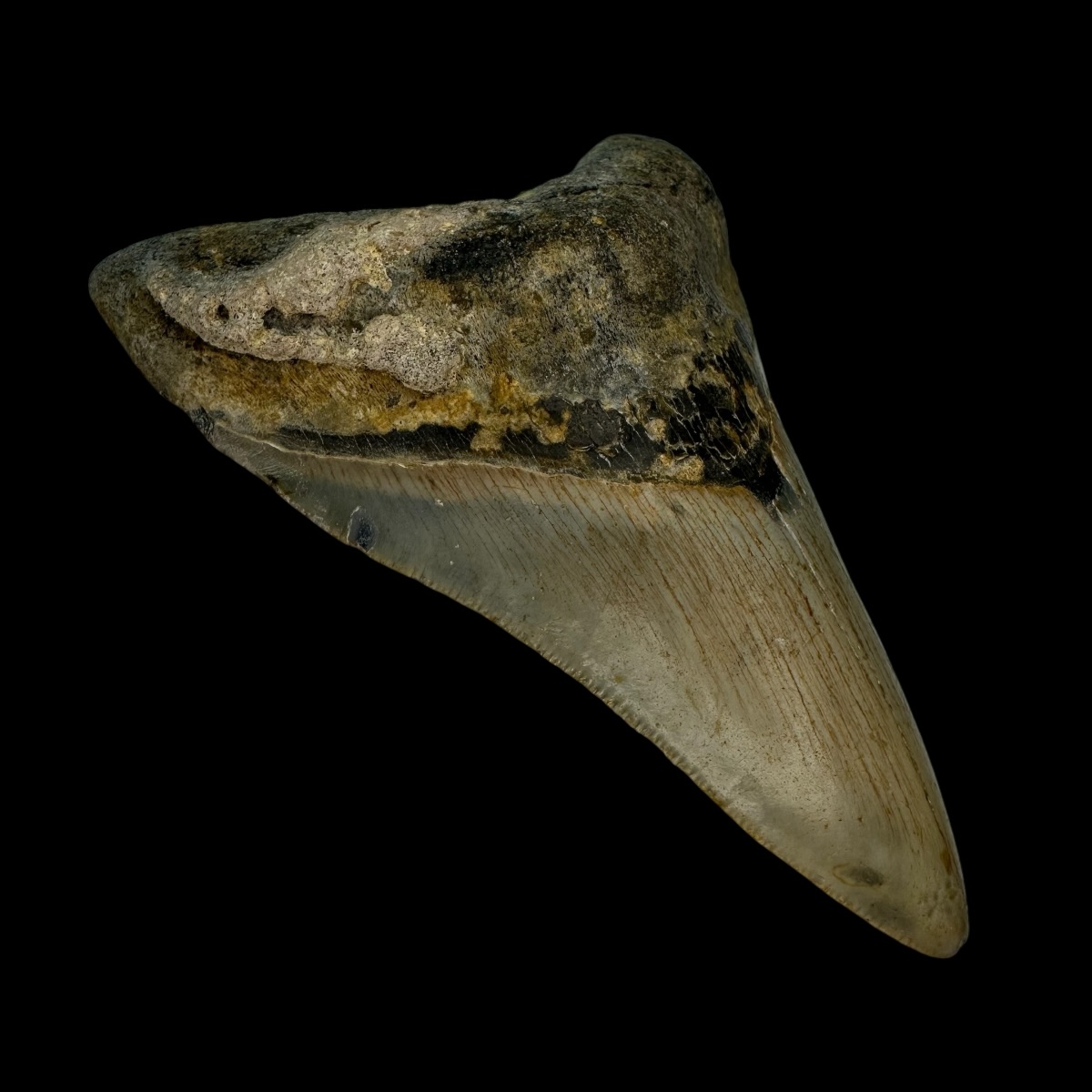 4.25" Megalodon Tooth Fossil - Image 4