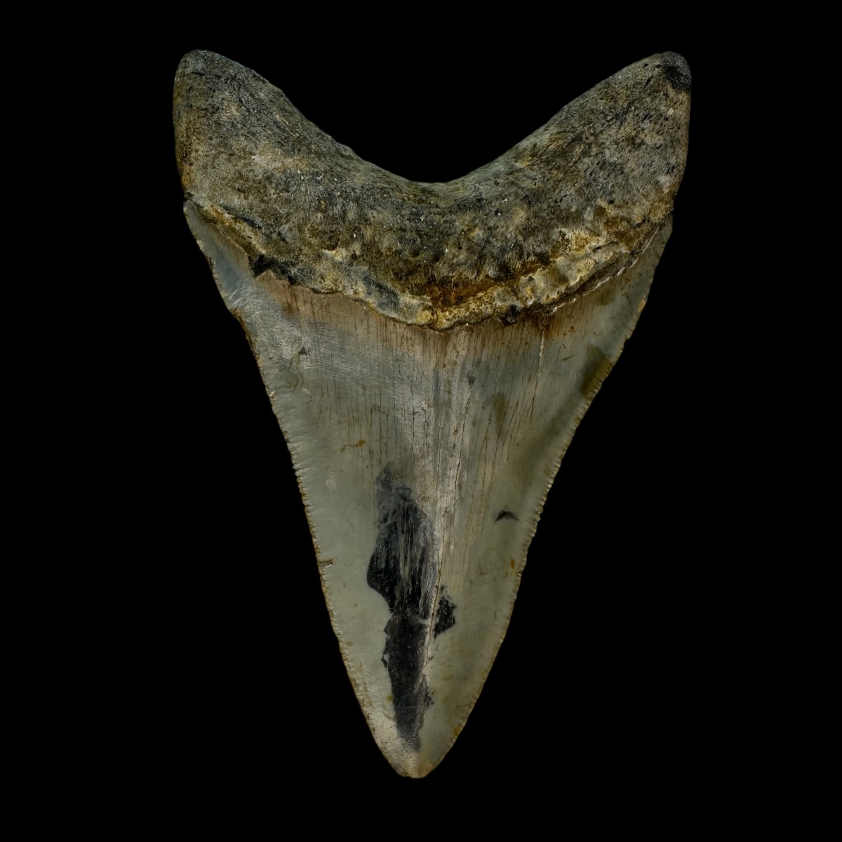 4.25" Megalodon Tooth Fossil - Image 2