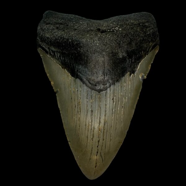 4.83" Megalodon Tooth Fossil