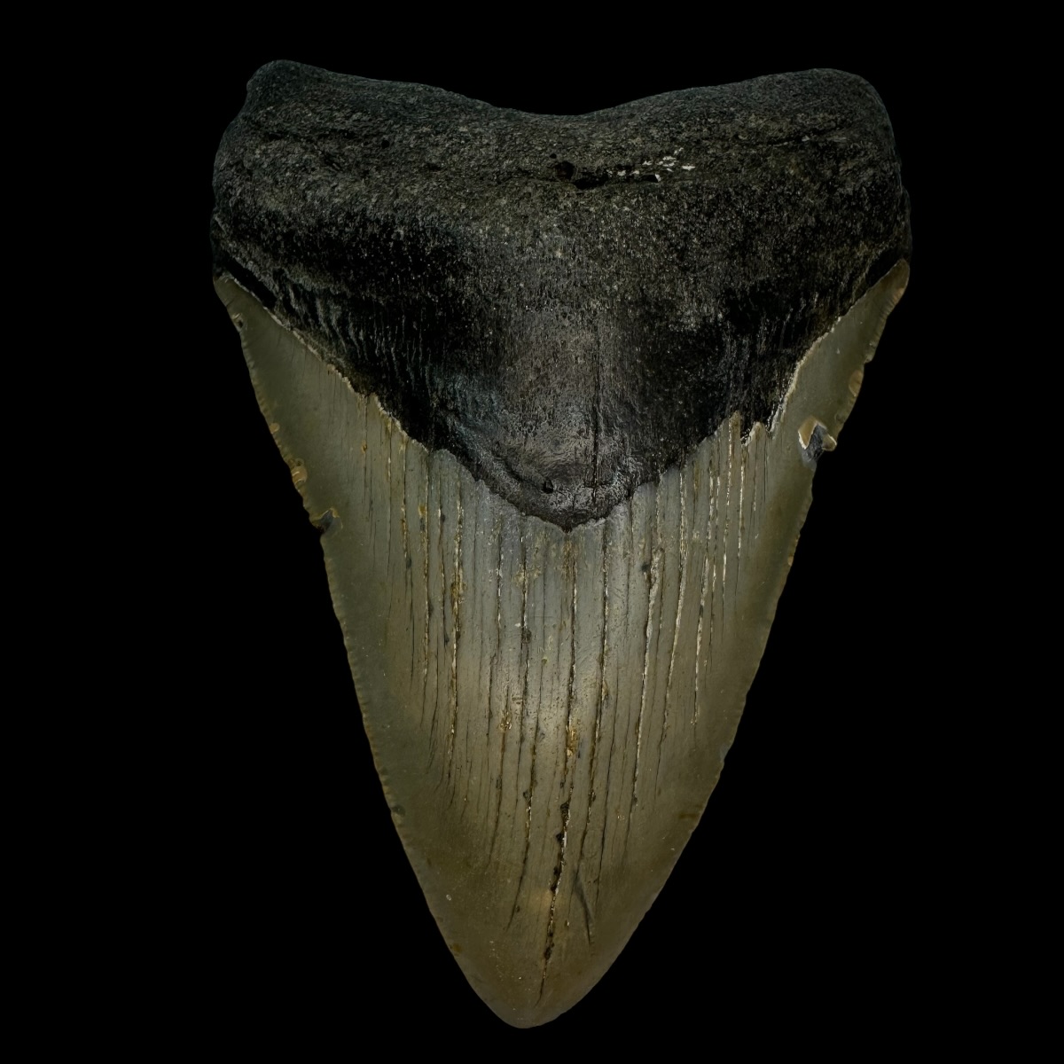 4.83" Megalodon Tooth Fossil