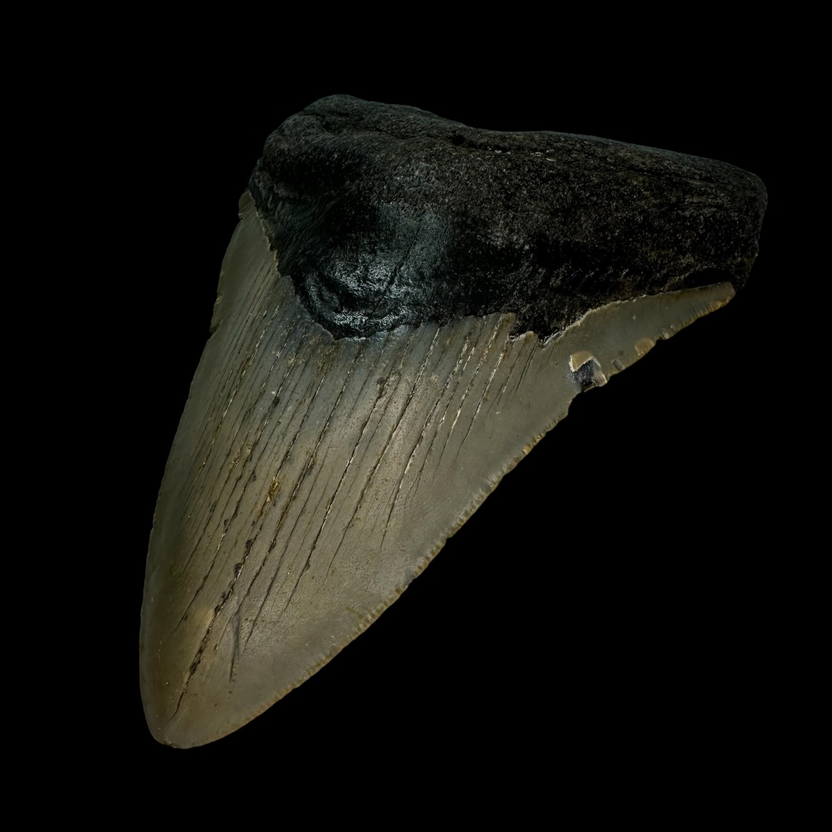 4.83" Megalodon Tooth Fossil - Image 3