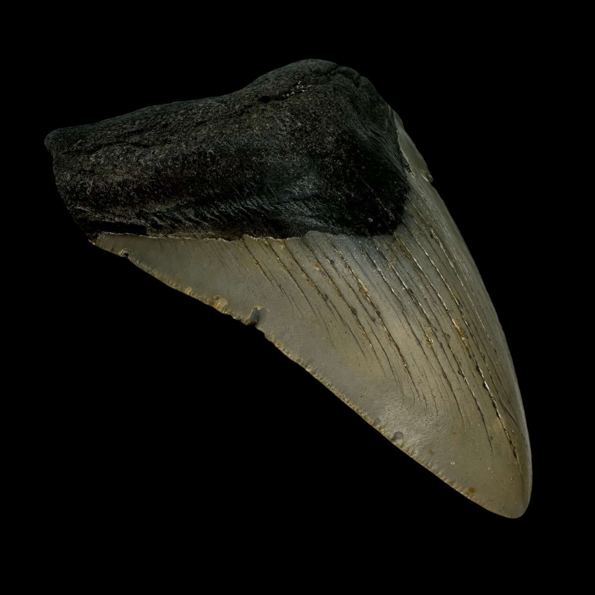 4.83" Megalodon Tooth Fossil - Image 4