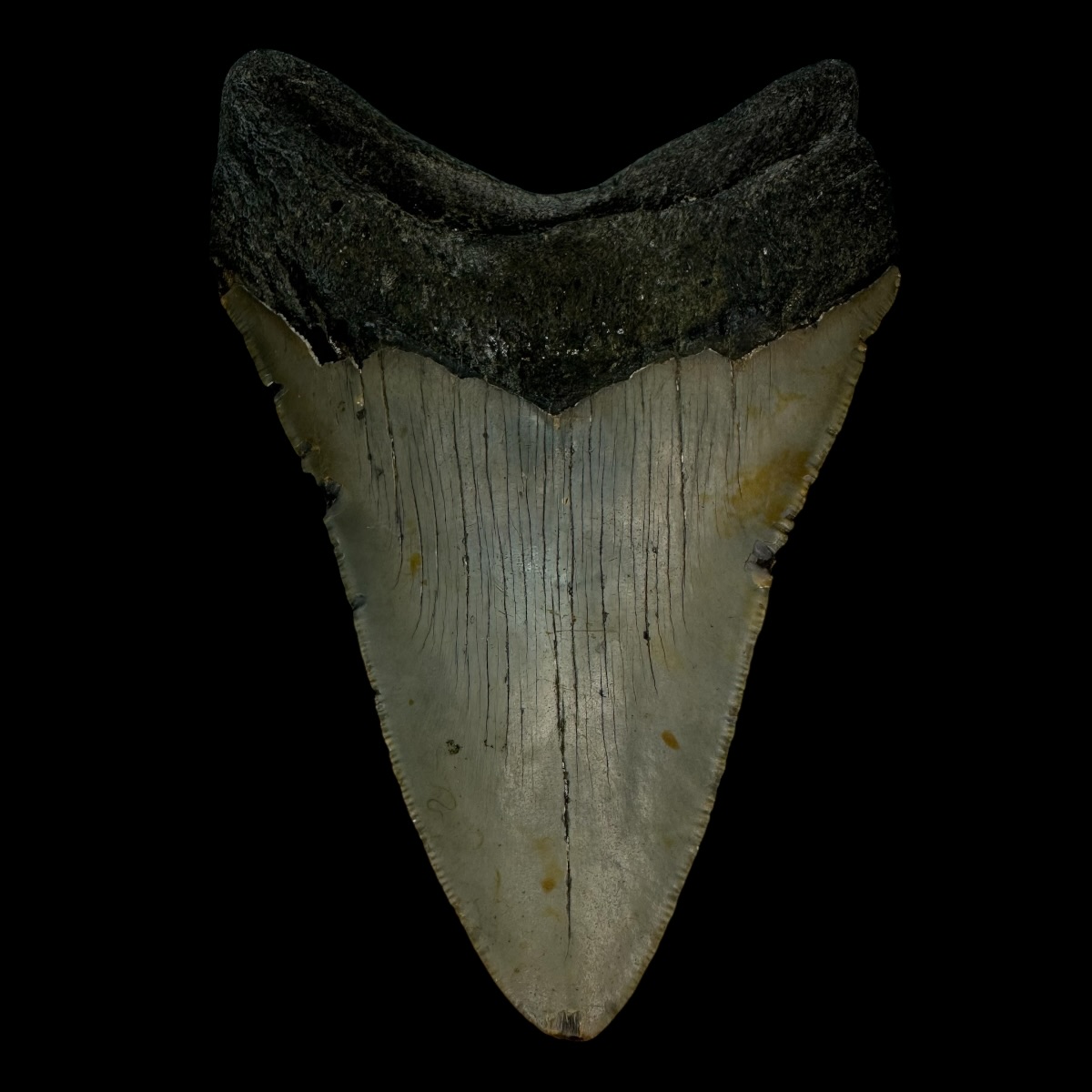 4.83" Megalodon Tooth Fossil - Image 2