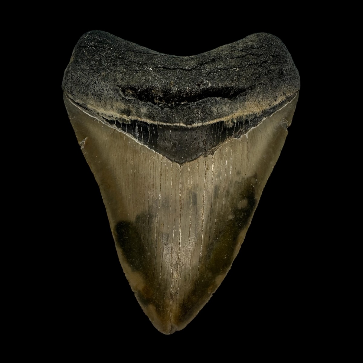 3.75" Serrated Megalodon Tooth Fossil