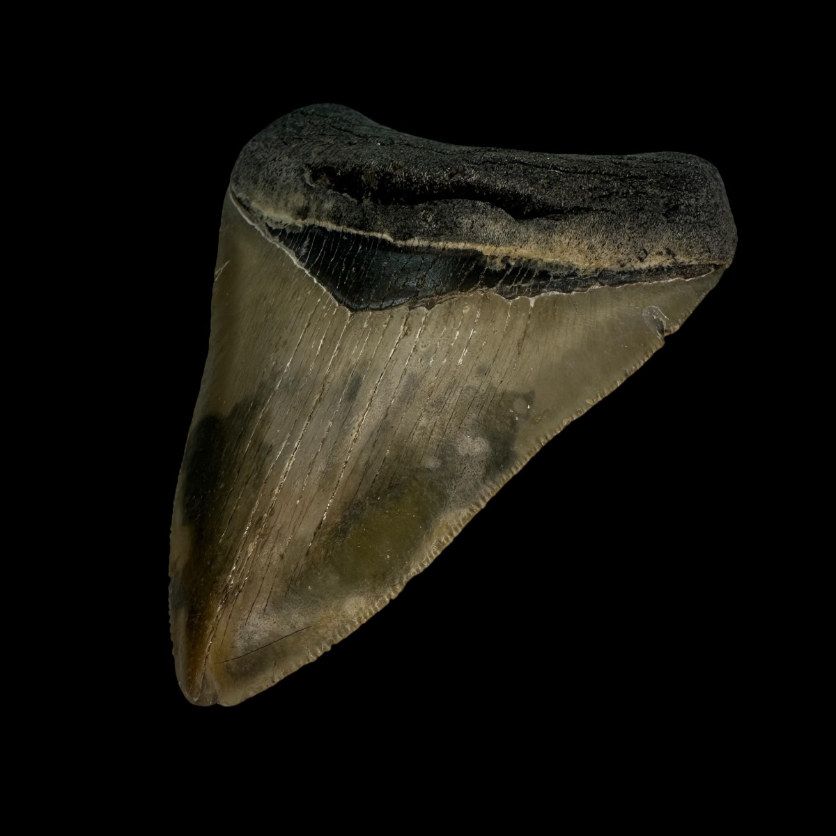 3.75" Serrated Megalodon Tooth Fossil - Image 3