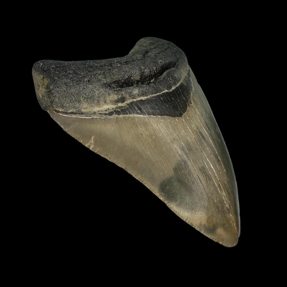 3.75" Serrated Megalodon Tooth Fossil - Image 4