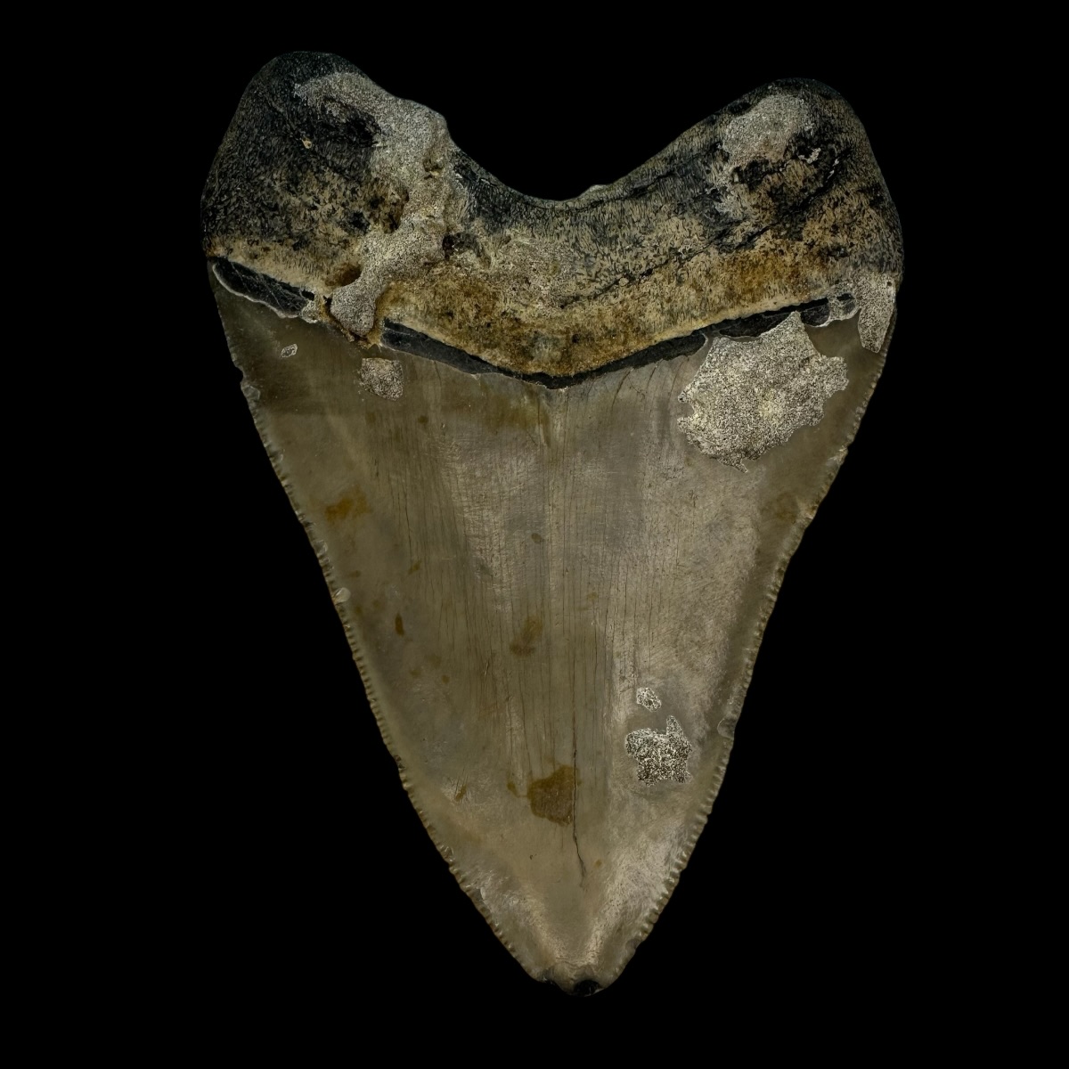 3.75" Serrated Megalodon Tooth Fossil - Image 2