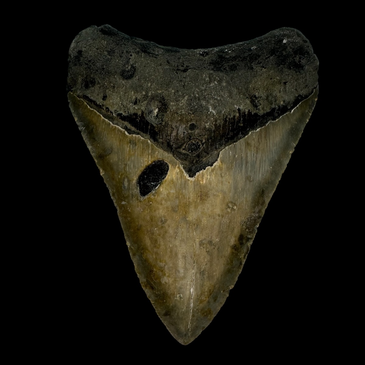 4.01"" Megalodon Tooth Fossil
