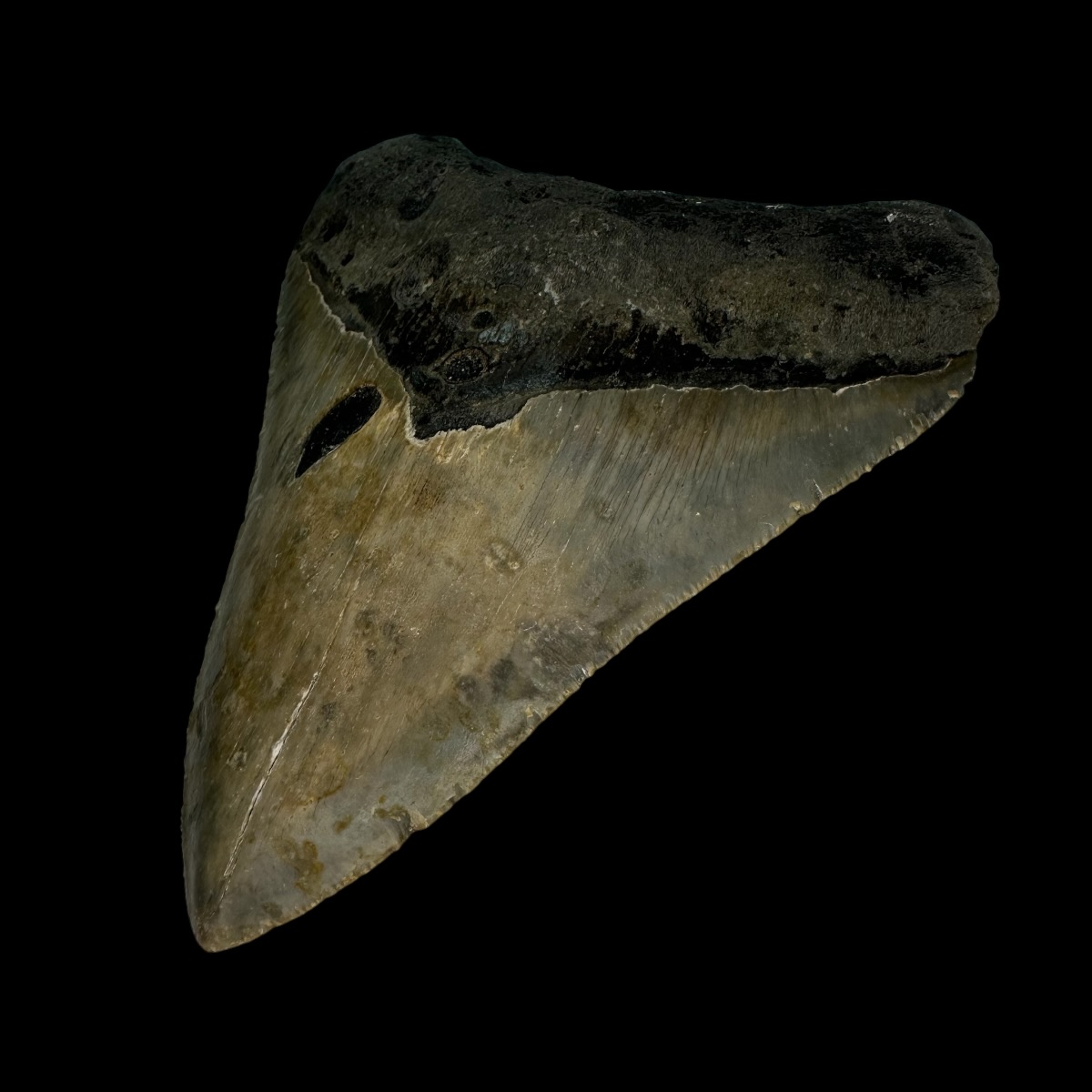 4.01"" Megalodon Tooth Fossil - Image 3