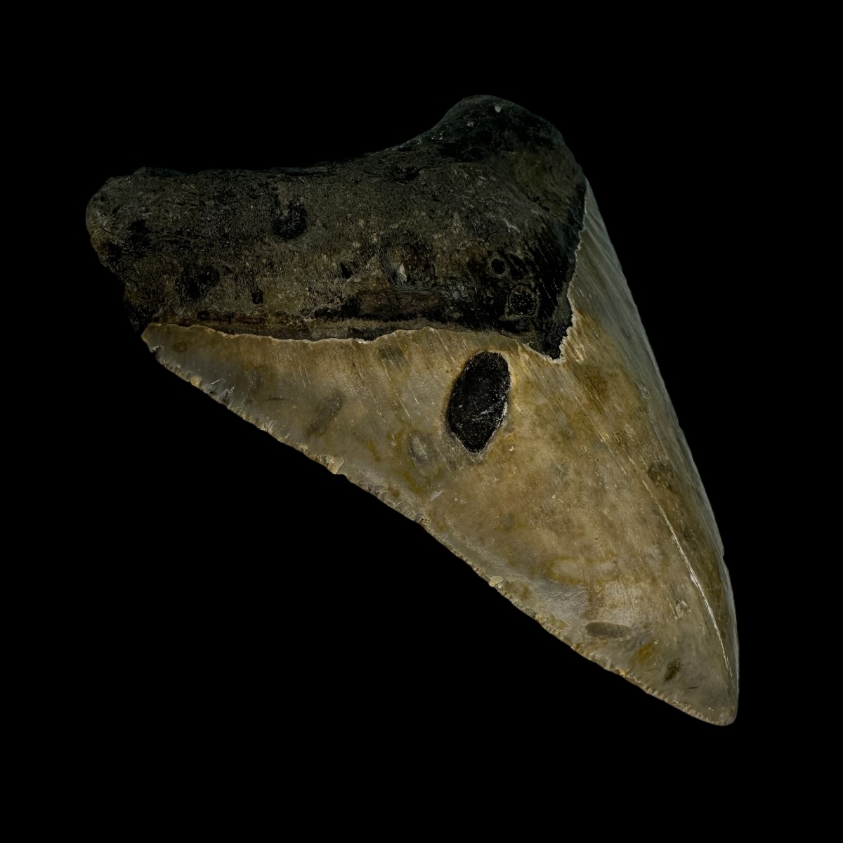 4.01"" Megalodon Tooth Fossil - Image 4