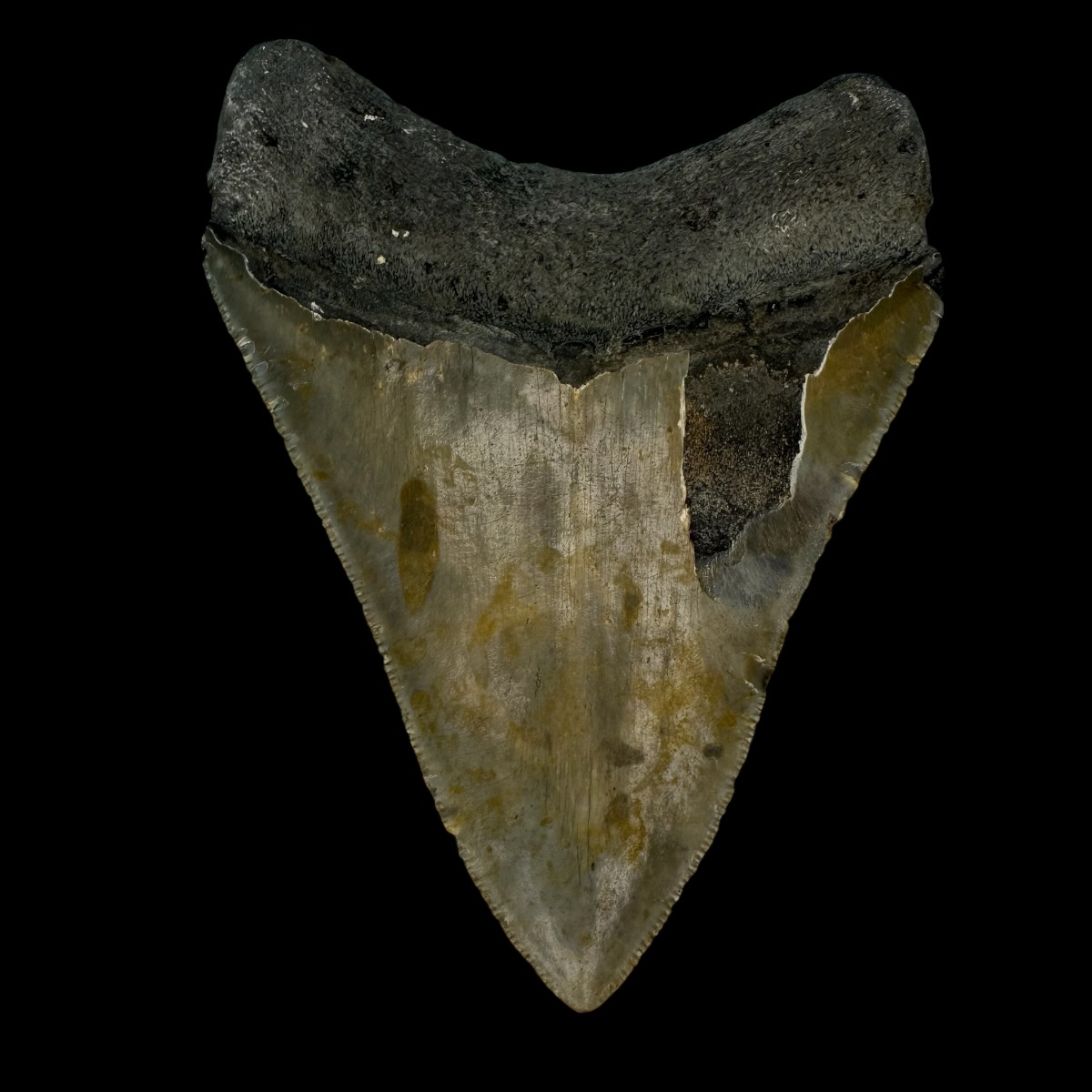 4.01"" Megalodon Tooth Fossil - Image 2